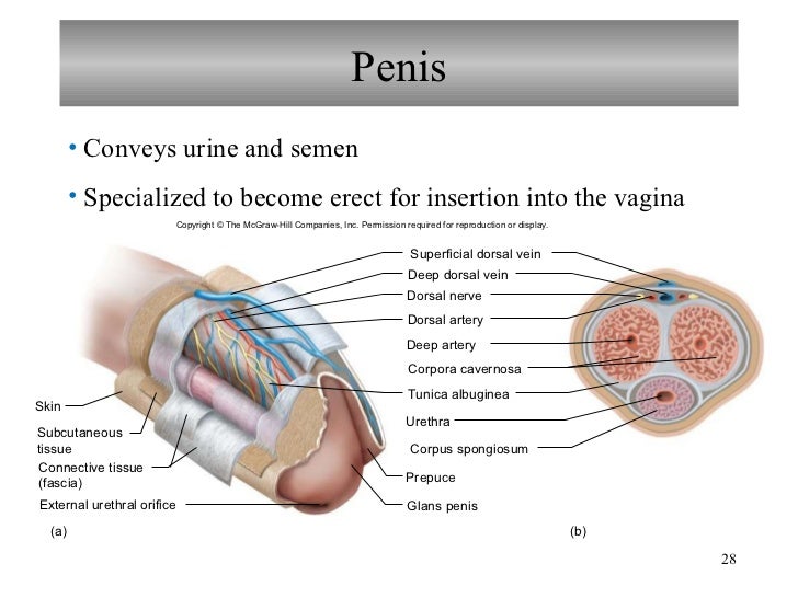 My wife tits posted How deep is the average pussy